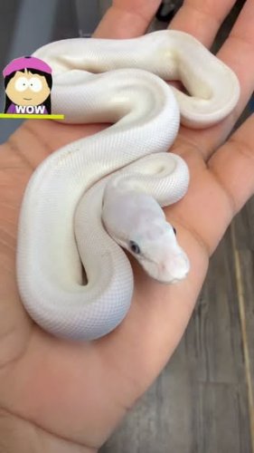Video post from njexoticpets.