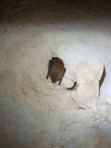 Carousel post from cartercavessrp.