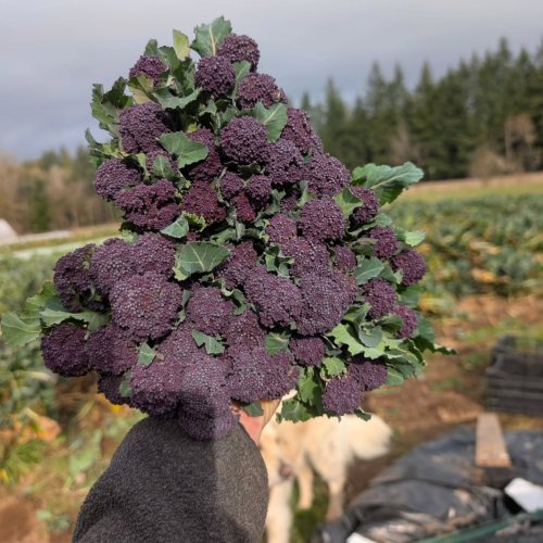 Carousel post from hungryhollowfarm.