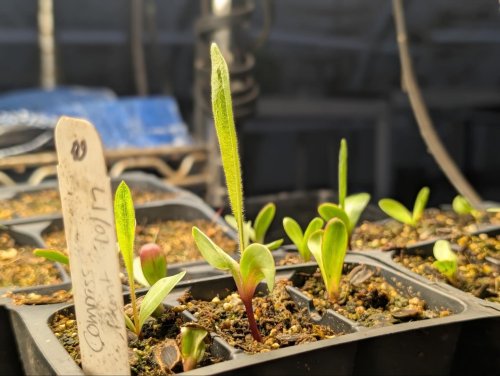 Carousel post from tcatexas.