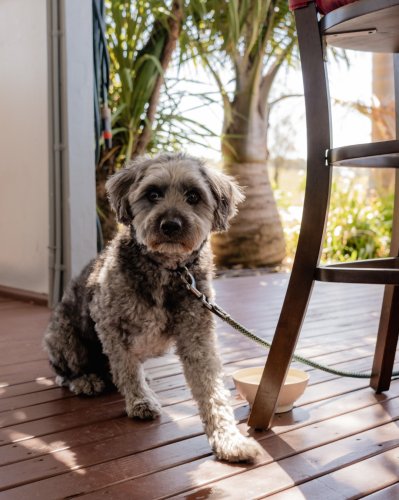 Photo post from gundogestate.