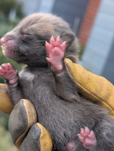 Photo post from thefoxrescuers.