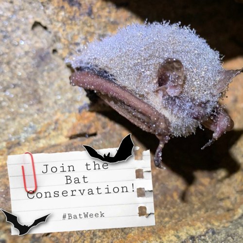 Photo post from innerspacecavern.