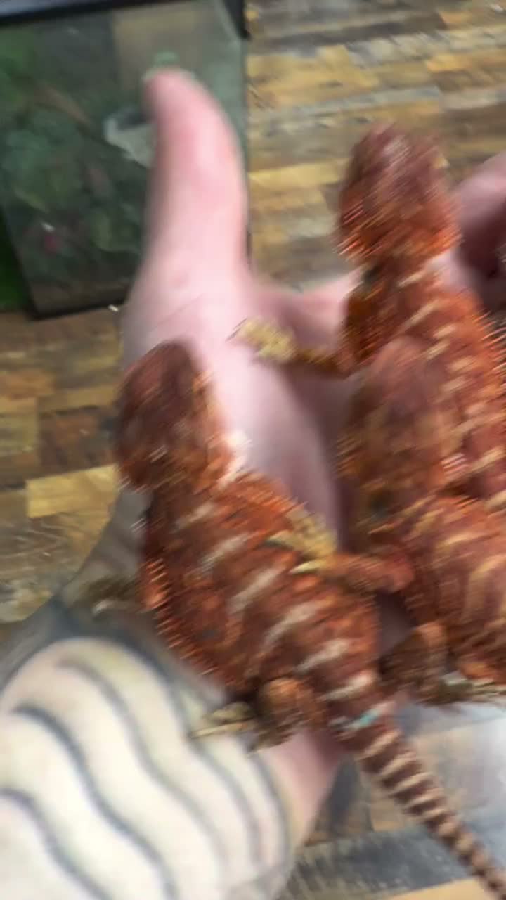 Video post from njexoticpets.