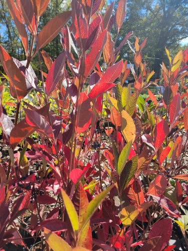 Carousel post from nemophily_nativeplants.