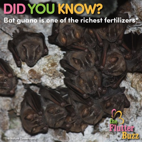 Photo post from theflutterbuzz.