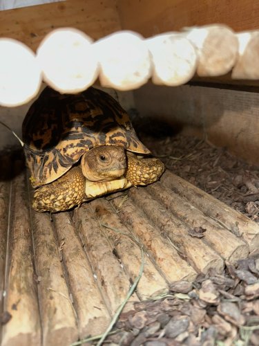 Photo post from carapacecritters.