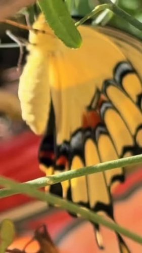 Video post from lexy_butterflybabe.