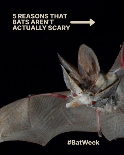 Carousel post from batsrts.