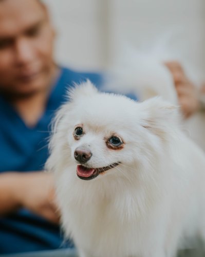 Photo post from medicalpettj.