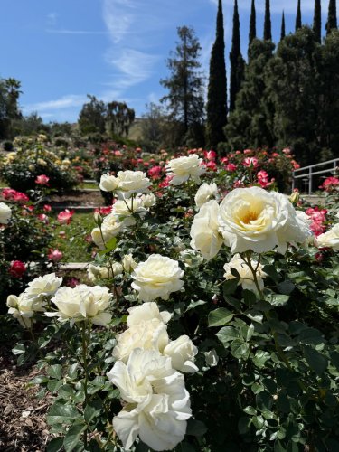 Carousel post from ucrbotanicgardens.