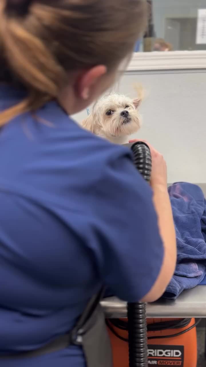 Video post from familyanimalhospitalcm.