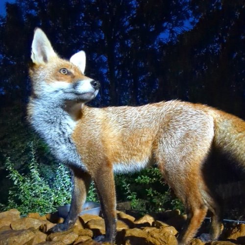 Photo post from forfoxsake_25.