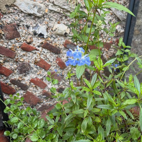 Photo post from gardenhousebrighton.