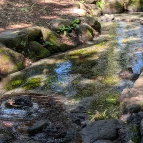 9月14日 久しぶりの快晴なので現場周りをして来ました☀

箱根西麓にあるトウキ畑は順調に生育しており、今月末に、三島そ
