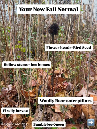 Carousel post from gigisgardentips.