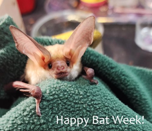 Photo post from azbatrescue.