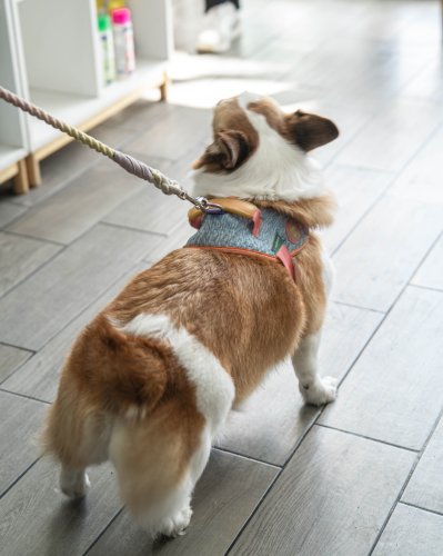 Carousel post from medicalpettj.