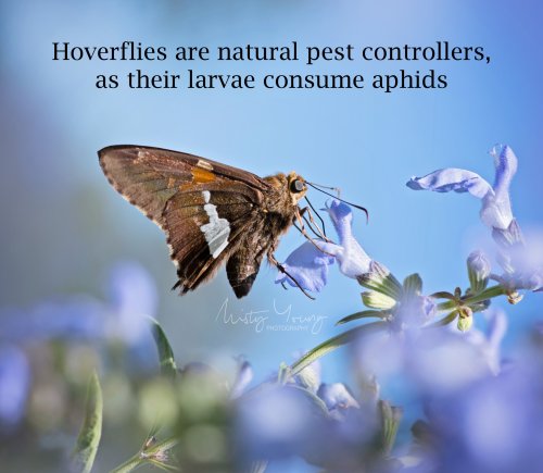 Photo post from mistyyoungphoto.