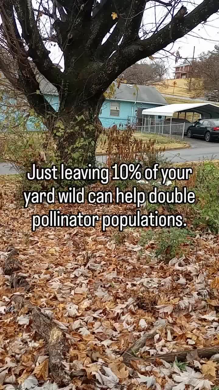 Video post from thebeeandbee042608.