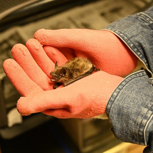 Carousel post from ctfishandwildlife.