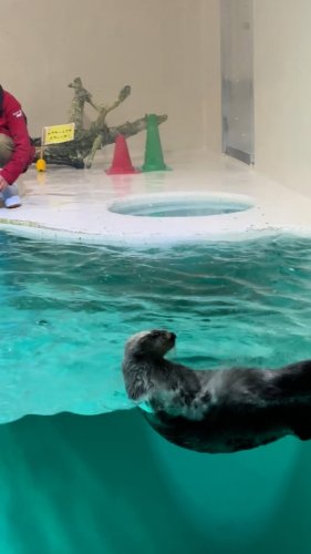 Video post from mijumaru025.