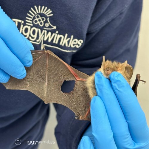 Photo post from tiggywinklesuk.