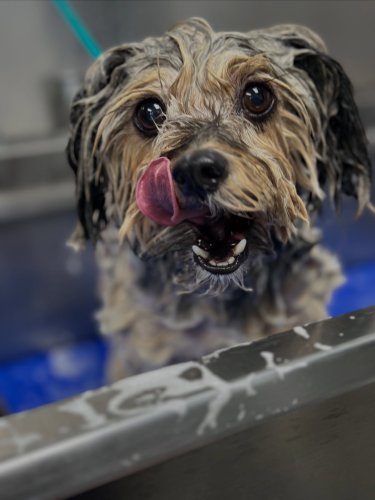 Photo post from familyanimalhospitalcm.