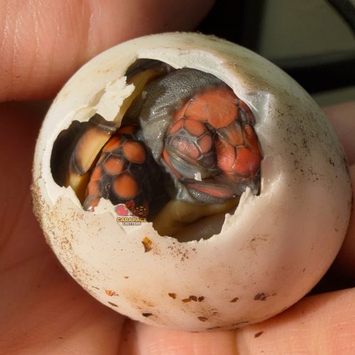 Photo post from carapacecritters.