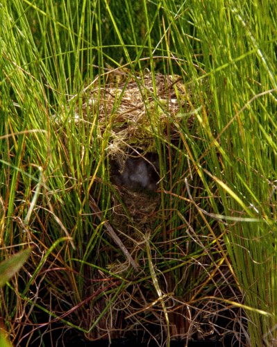 Photo post from farsouthplants.