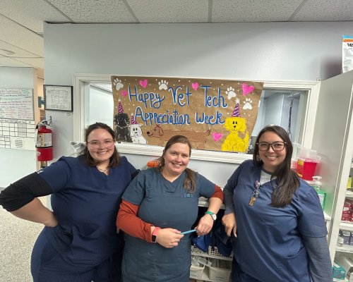 Photo post from familyanimalhospitalcm.