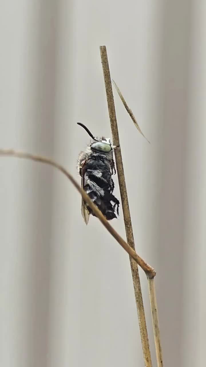 Video post from ninasbees.