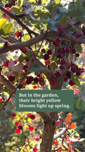Video post from californiarestorationgardening.