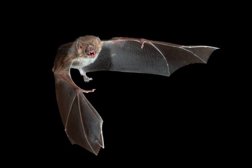 Photo post from josegabrielwildlife.