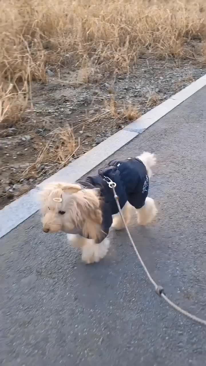 Video post from hurttakorea.