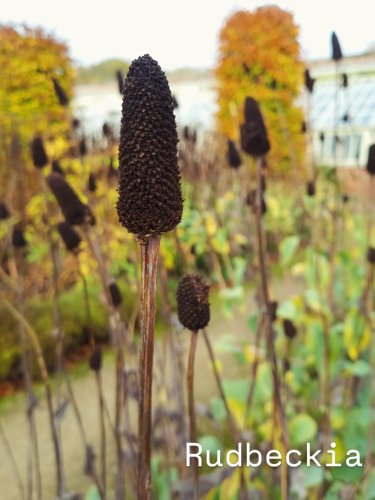 Carousel post from louise_does_gardening.