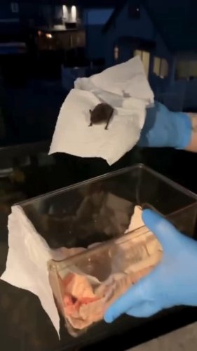 Video post from marswildliferescue.