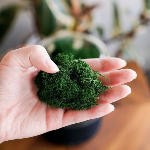 Photo post from briiv.natural.