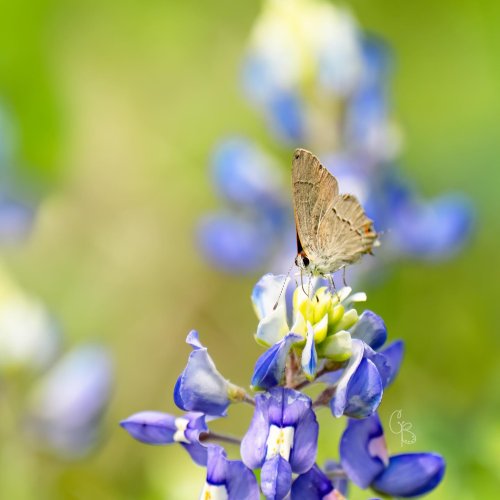 Photo post from texas_pixels.