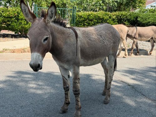 Carousel post from ucrbotanicgardens.