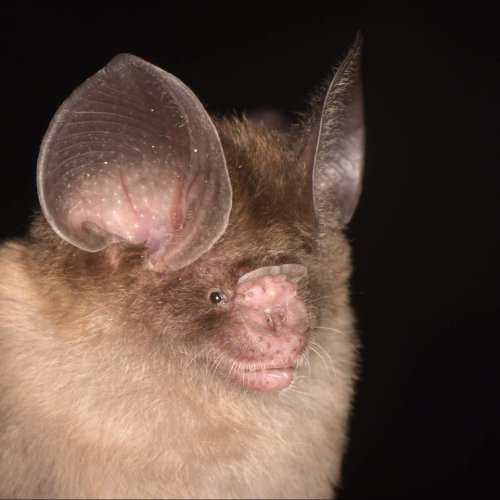 Photo post from hombremurcielagodemexico.