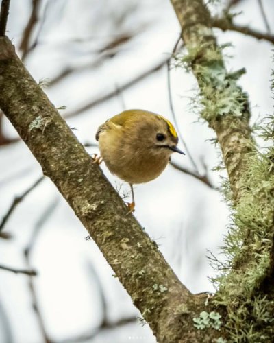 Carousel post from everydayfolkdesigns.