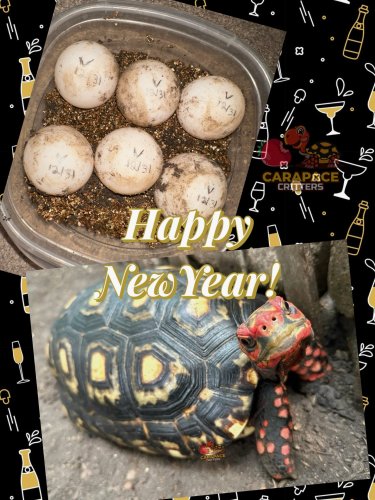 Photo post from carapacecritters.