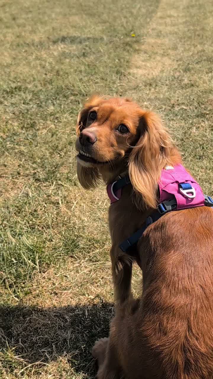 Video post from sadiethewcs.