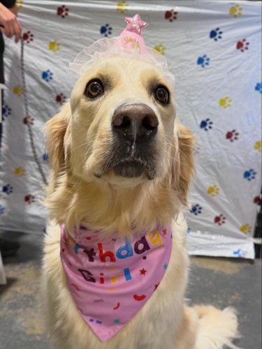 Carousel post from k9playtimedoggydaycare.