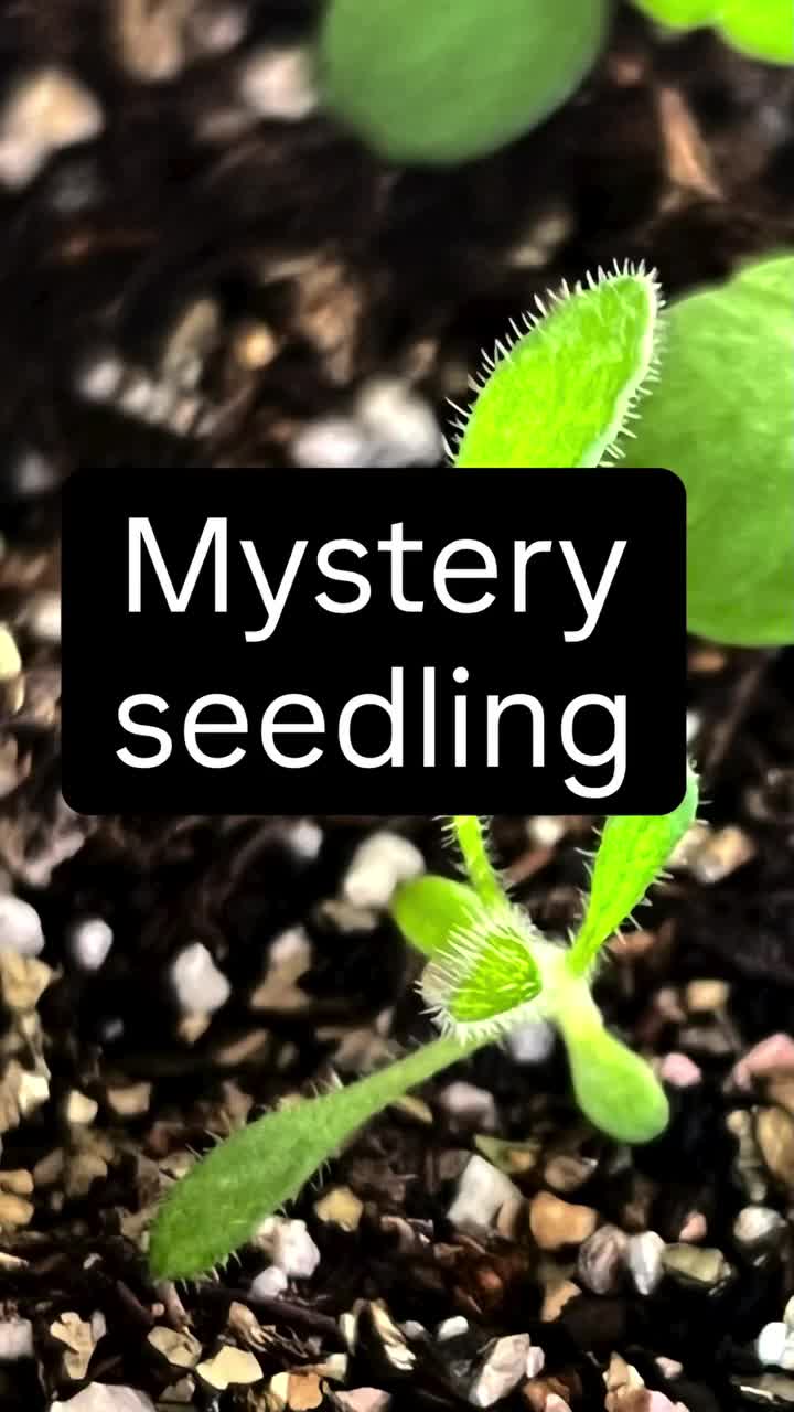 Video post from shininglightseedlings.