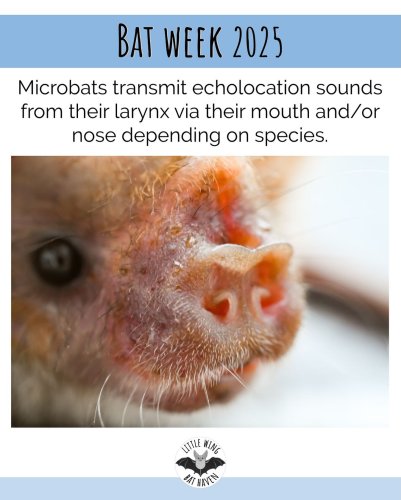 Photo post from littlewingbathaven.