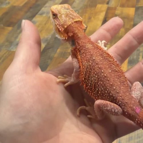 Video post from njexoticpets.