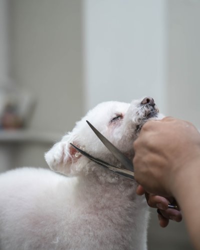 Photo post from medicalpettj.