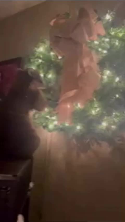 Video post from njexoticpets.